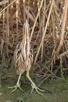 Eurasian Bittern Habitat Stampe: Roerdomp, Eurasian Bittern, Botaurus stellaris