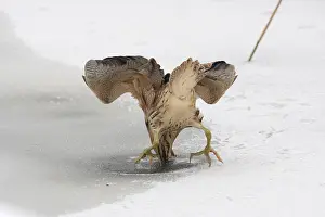 Botaurus Stellaris Stampe: Roerdomp, Eurasian Bittern, Botaurus stellaris
