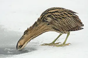 Botaurus Stellaris Stampe: Roerdomp, Eurasian Bittern, Botaurus stellaris