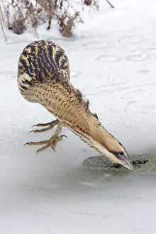 Botaurus Stellaris Stampe: Roerdomp, Eurasian Bittern, Botaurus stellaris