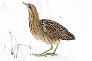 Eurasian Bittern Habitat Stampe: Roerdomp, Eurasian Bittern, Botaurus stellaris