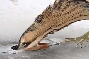 Botaurus Stellaris Stampe: Roerdomp, Eurasian Bittern, Botaurus stellaris