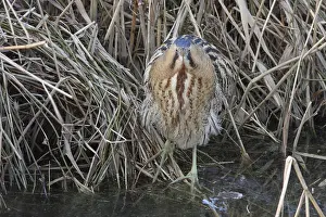 Botaurus Stellaris Stampe: Roerdomp, Eurasian Bittern, Botaurus stellaris