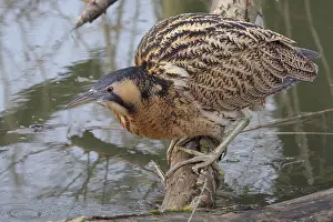 Eurasian Bittern Habitat Stampe: Roerdomp, Eurasian Bittern, Botaurus stellaris