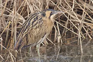 Botaurus Stellaris Habitat Stampe: Roerdomp, Eurasian Bittern, Botaurus stellaris