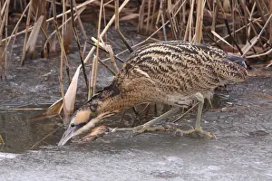 Eurasian Bittern Habitat Stampe: Roerdomp, Eurasian Bittern, Botaurus stellaris