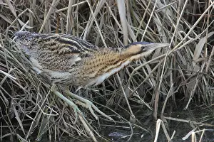 Eurasian Bittern Habitat Stampe: Roerdomp, Eurasian Bittern, Botaurus stellaris