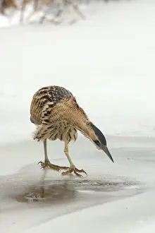 Eurasian Bittern Habitat Stampe: Roerdomp, Eurasian Bittern, Botaurus stellaris