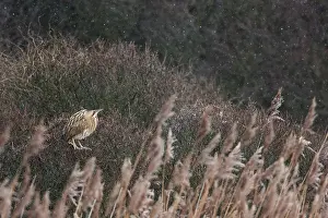 Botaurus Stellaris Stampe: Roerdomp, Eurasian Bittern, Botaurus stellaris