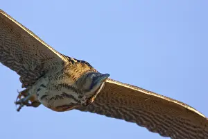 Eurasian Bittern In Flight Stampe: Roerdomp, Eurasian Bittern, Botaurus stellaris