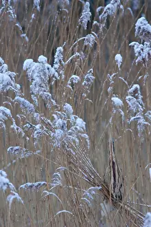 Eurasian Bittern Habitat Stampe: Roerdomp, Eurasian Bittern, Botaurus stellaris