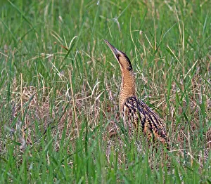 Botaurus Stellaris Stampe: Roerdomp, Eurasian Bittern, Botaurus stellaris
