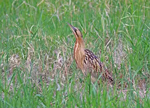 Botaurus Stellaris Stampe: Roerdomp, Eurasian Bittern, Botaurus stellaris