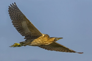 Botaurus Stellaris Images Stampe: Roerdomp; Great Bittern; Botaurus stellaris