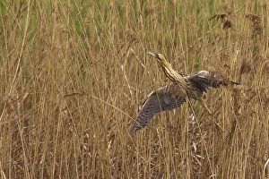 Great Bittern Stampe: Roerdomp; Great Bittern; Botaurus stellaris