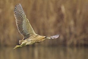 Botaurus Stellaris Images Stampe: Roerdomp; Great Bittern; Botaurus stellaris