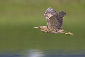 Great Bittern Stampe: Roerdomp; Great Bittern; Botaurus stellaris