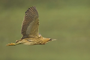 Great Bittern Stampe: Roerdomp; Great Bittern; Botaurus stellaris