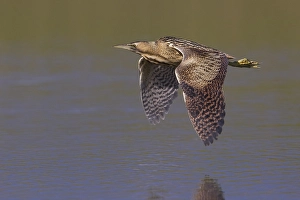 Great Bittern Stampe: Roerdomp; Great Bittern; Botaurus stellaris