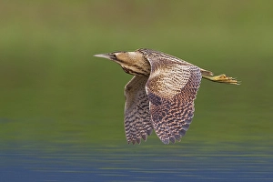 Botaurus Stellaris Images Stampe: Roerdomp; Great Bittern; Botaurus stellaris