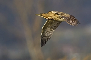Botaurus Stellaris Images Stampe: Roerdomp; Great Bittern; Botaurus stellaris