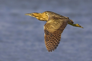 Great Bittern Stampe: Roerdomp; Great Bittern; Botaurus stellaris