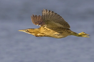 Botaurus Stellaris Images Stampe: Roerdomp; Great Bittern; Botaurus stellaris