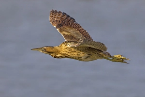 Great Bittern Stampe: Roerdomp; Great Bittern; Botaurus stellaris