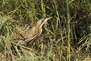 Great Bittern Stampe: Roerdomp, Great Bittern, Botaurus stellaris
