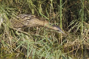 Great Bittern Stampe: Roerdomp, Great Bittern, Botaurus stellaris