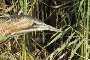 Botaurus Stellaris Habitat Stampe: Roerdomp, Great Bittern, Botaurus stellaris
