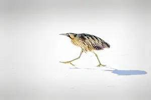 Botaurus Stellaris Images Stampe: Roerdomp, Great Bittern, Botaurus stellaris
