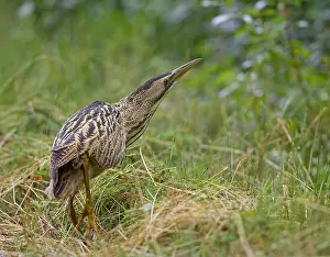Great Bittern Stampe: Roerdomp, Great Bittern, Botaurus stellaris