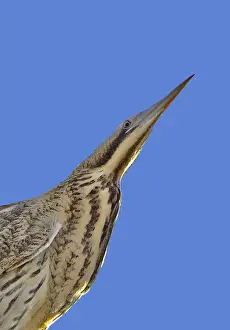 Botaurus Stellaris Habitat Stampe: Roerdomp, Great Bittern, Botaurus stellaris