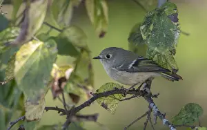 Autumn Bird Migration Stampe: Ruby-crowned Kinglet, Regulus calendula