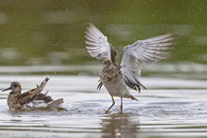 Ruff Bird Stampe: Ruff bathing