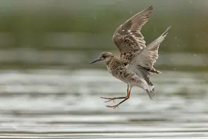 Immagini datate 9 maggio 2015: Un ruffo in volo.