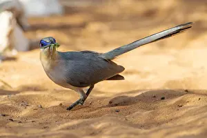 Madagascar Nature Photography Stampe: Running Coua, Coua cursor