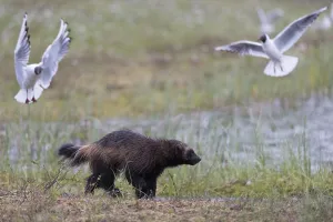 Finland Wildlife Images Stampe: A running wolverine, Gulo gulo