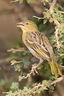 Passeriformes Species Stampe: Ruppell's Weaver