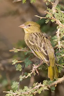 Passeriformes Birds Stampe: Ruppell's Weaver