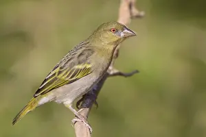 Passeriformes Species Stampe: Ruppell's Weaver