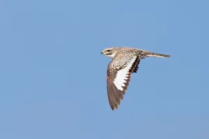 Peruvian Wildlife Photos Stampe: Sand-colored Nighthawk