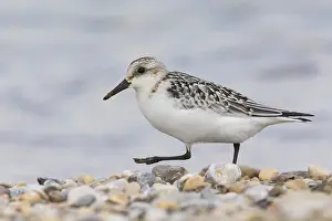Calidris Alba Species Stampe: Sanderling