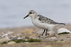 Shorebird Species Stampe: Sanderling