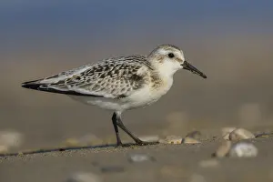 Nature Animal Pictures Stampe: Sanderling