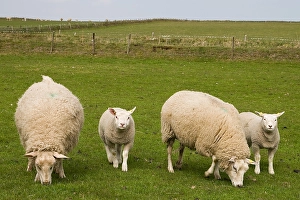 Texel Sheep Stampe: Schaap, Sheep