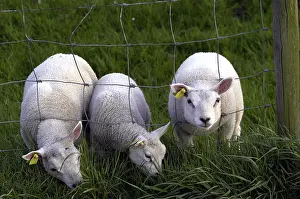 Sheep Grazing Stampe: Schaap, Sheep