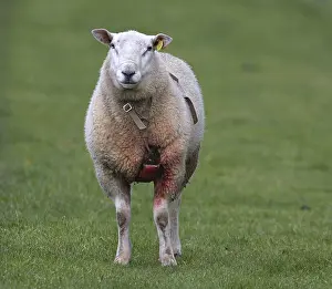 Mammal Images Stampe: Schaap, Sheep