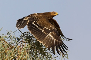 Lesser Spotted Eagle Stampe: Schreeuwarend, Lesser Spotted Eagle, Aquila pomarina